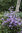 Tiukukärhö - Clematis x diversifolia `Arabella`
