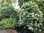 Köynnöshortensia - Hydrangea petiolaris C2