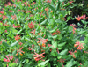 Tuliköynnöskuusama - Lonicera brownii `Dropmore Scarlet`
