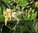 Tuoksuköynnöskuusama - Lonicera caprifolium
