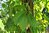 Säleikkövilliviini - Parthenocissus inserta
