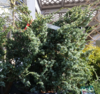 Kiinankataja - Juniperus chinensis `Blue Alps` C3