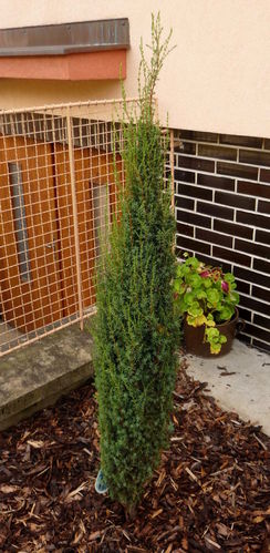Pikkupilarikataja - Juniperus communis `Arnold` 40
