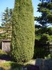 Irlanninkataja - Juniperus communis `Hibernica` 80-100