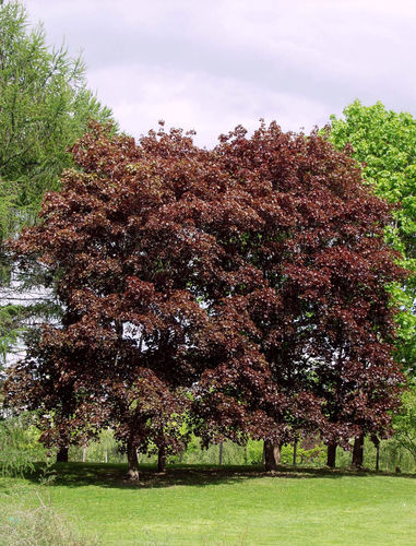 Hurmevaahtera - Acer platanoides 'Schwerdleri' 60-80cm