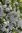 Marjaomenapuu - Malus `Dolgo` 150-200