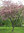 Purppuraomenapuu - Malus `Hopa` 150-200