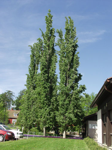 Pylväshaapa - Populus tremula `Erecta` 150-200