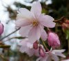 Koristekirsikka - Prunus `Accolade` / ("Kevätsuudelma") runko/80-100cm