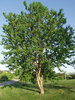 Tuohituomi - Prunus maackii 150-200