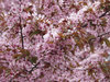 Rusokirsikka - Prunus sargentii 200+ (6-8)