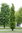 Kartiotammi - Quercus x warei Regal Prince 250-300