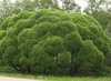 Terijoensalava - Salix fragilis `Bullata` 150-200