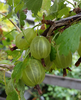 Karviainen - Ribes uva-crispa 'Hinnonmäen Keltainen'