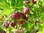 Karviainen - Ribes uva-crispa 'Lepaan Punainen'