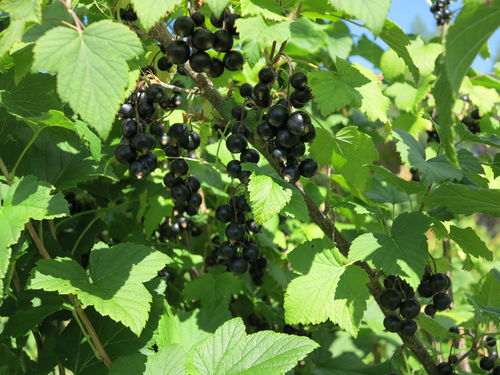 Mustaherukka - Ribes nigrum 'Marski' C3