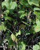 Mustaherukka - Ribes nigrum 'Mikael' C3