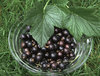 Mustaherukka - Ribes nigrum 'Mortti' C3