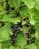 Mustaherukka - Ribes nigrum 'Öjebyn' C3