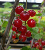 Punaherukka - Ribes rubrum 'Punainen Hollantilainen' C3