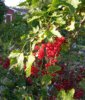 Punaherukka - Ribes rubrum 'Katri' C3