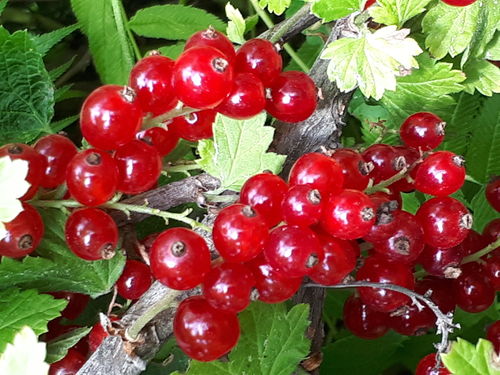 Punaherukka - Ribes rubrum 'Punahilkka' C3