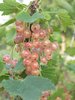 Punaherukka / vaaleanpunainen - Ribes rubrum 'Aili' C3