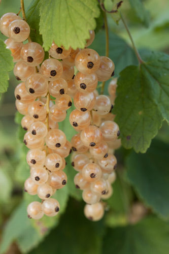 Valkoherukka - Ribes rubrum 'Valkoinen Suomalainen' C2