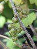 Viherherukka - Ribes nigrum 'Vilma' C3