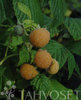 Keltainen Vadelma - Rubus idaeus 'Fallgold'