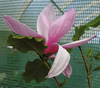 Magnolia - Magnolia `Galaxy` 60-80