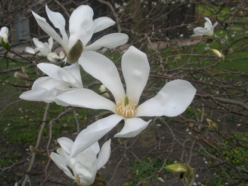 Japaninmagnolia - Magnolia kobus
