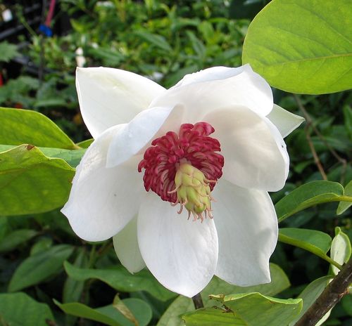 Pensasmagnolia - Magnolia sieboldii