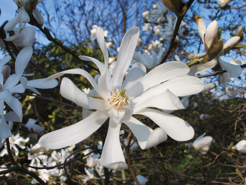 Tähtimagnolia - Magnolia stellata C4