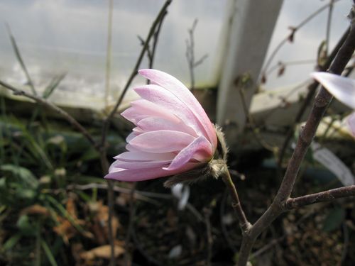 Tähtimagnolia - Magnolia stellata `Rosea`
