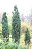 Pilarikataja - Juniperus communis `Suecica` 80-100