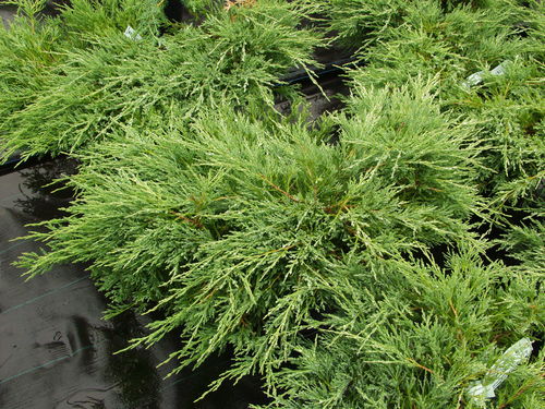 Maljakataja - Juniperus horizontalis `Andorra Compact` C3