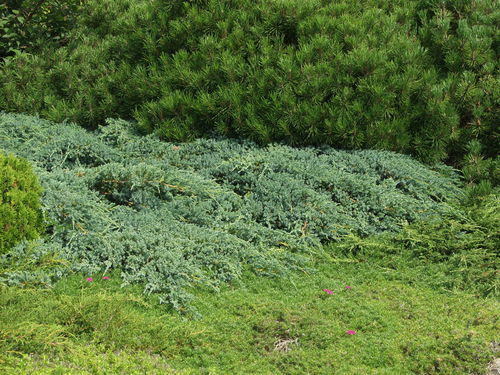 Lamosinikataja - Juniperus squamata `Blue Carpet` C7