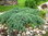 Lamosinikataja - Juniperus squamata `Blue Carpet` C7