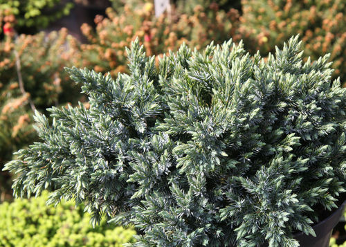 Kääpiösinikataja - Juniperus squamata `Blue Star` C5