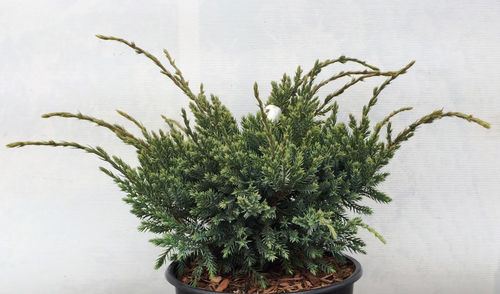 Sinikataja - Juniperus squamata `Holger` C2
