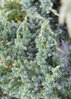 Sinikataja - Juniperus squamata `Meyeri` C2