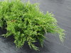 Tarhakataja - Juniperus media 'Mint Julep' C7