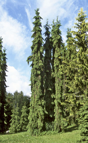 Surukuusi - Picea abies f. pendula 'Sälinkään Pilari' 60-80
