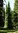 Surukuusi - Picea abies f. pendula 80-100