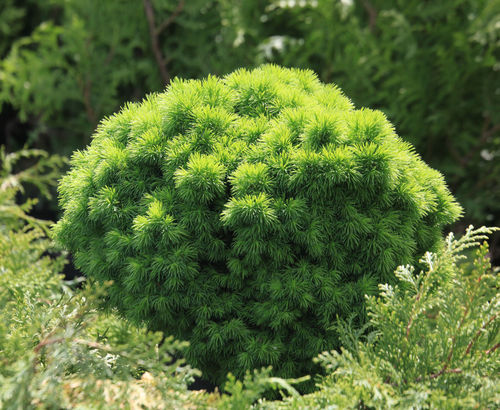 Kääpiövalkokuusi - Picea glauca `Alberta Globe` +20cm