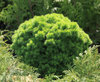 Kääpiövalkokuusi - Picea glauca `Alberta Globe` 15-20
