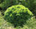 Kääpiövalkokuusi - Picea glauca `Alberta Globe` +20cm