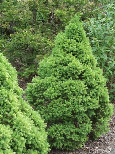 Kartiovalkokuusi - Picea glauca `Conica` 70-80 / 10lt