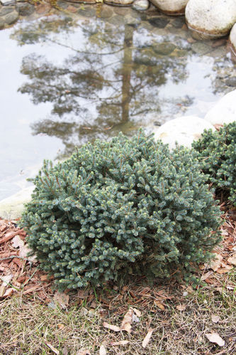 Sinisiilikuusi - Picea glauca `Echiniformis` 20-30